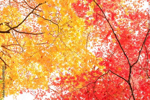 Obraz 見上げる赤と黄色の紅葉