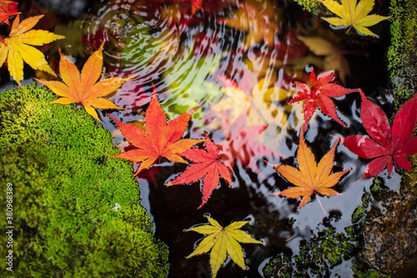 Obraz 水に浮かぶカラフルなもみじの葉　クローズアップ