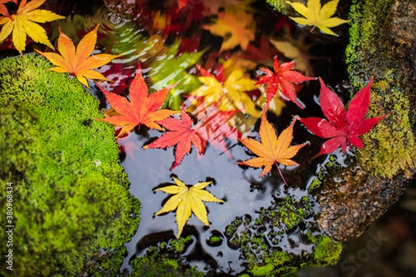 Obraz 水に浮かぶカラフルなもみじの葉　クローズアップ