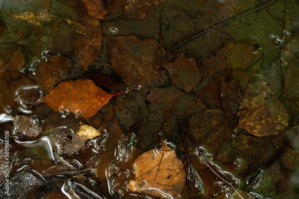 Obraz 水辺の落ち葉