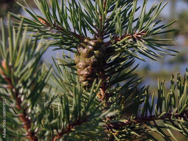Obraz Green pinecone on a pine tree