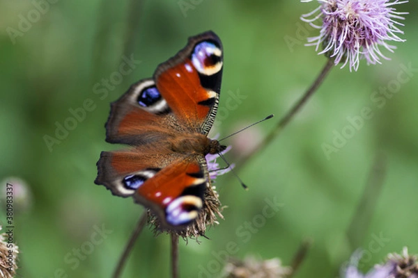 Fototapeta butterfly on a flower