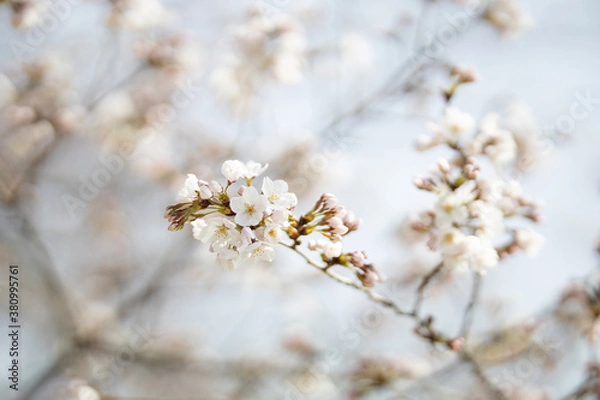 Obraz cherry blossom