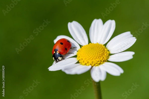 Fototapeta ladybug on Daisy flower macro. Green summer meadow background with chamomile and ladybug. purity freshness nature. close up. copy space.