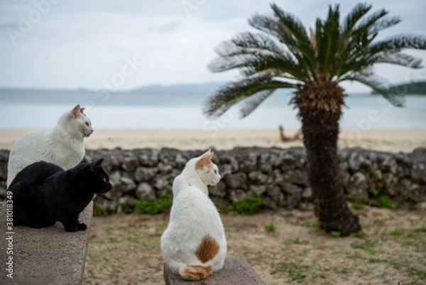 Obraz コンドイ浜の猫