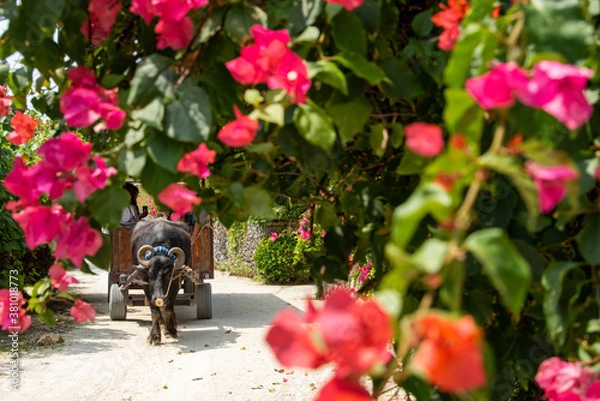 Fototapeta 竹富島の水牛車とブーゲンビレア