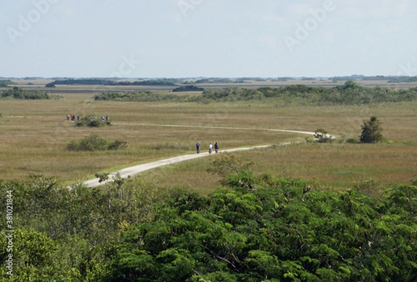 Obraz Bike Path Through Florida Wetlands
