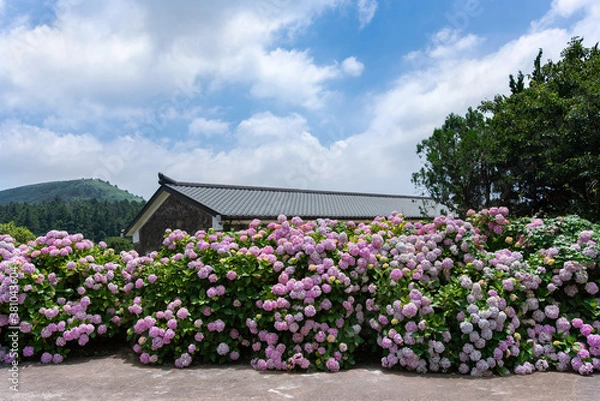 Fototapeta hydrangeas in full bloom in front of the house