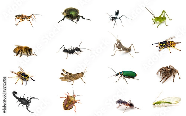 Obraz Set of insects isolated on white background