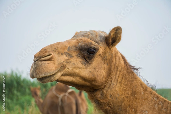 Obraz Camels