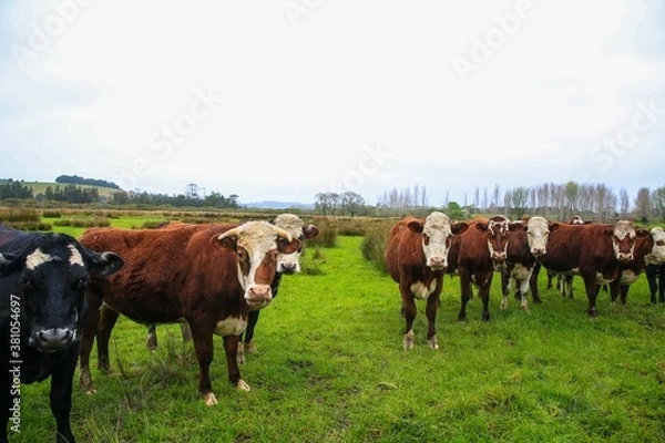 Fototapeta Cattle in the pasture, Matakana, New Zealand