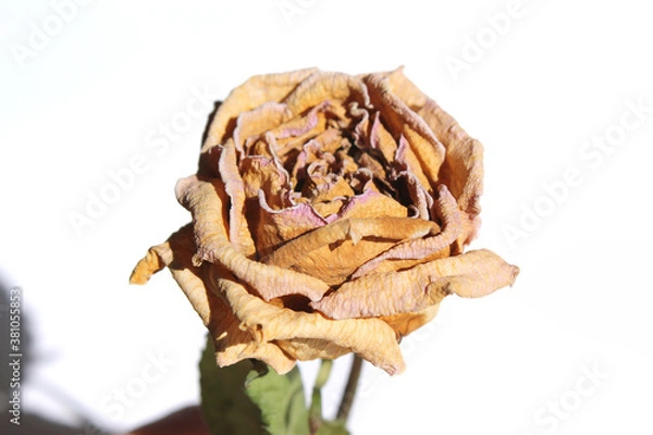 Obraz dried rose flower isolated on white background