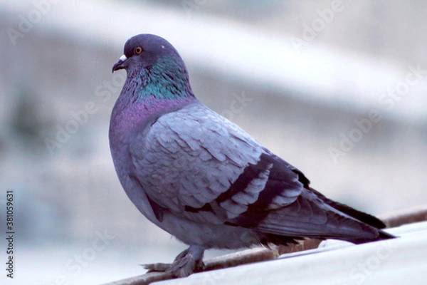 Obraz pigeon on snow