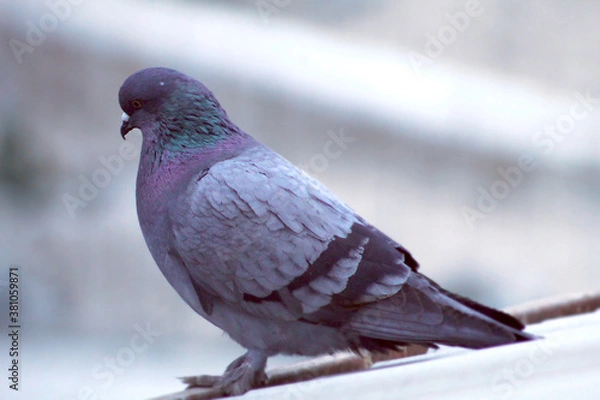 Obraz dove on the snow