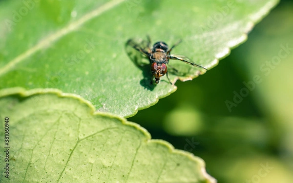 Fototapeta Closeup of an insect on a green leaf