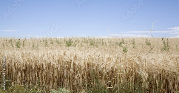 Fototapeta Campo de cebada II