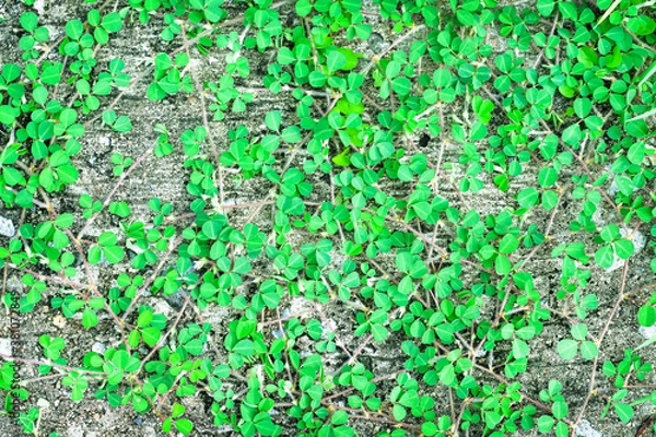 Fototapeta Colorful small green plants growing on old floor nature outdoor top view background