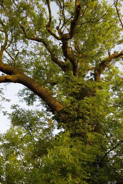 Obraz Old oak tree