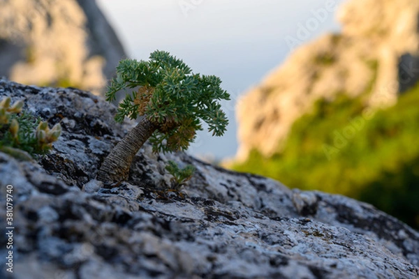 Obraz a little wild bonsai tree on the rock