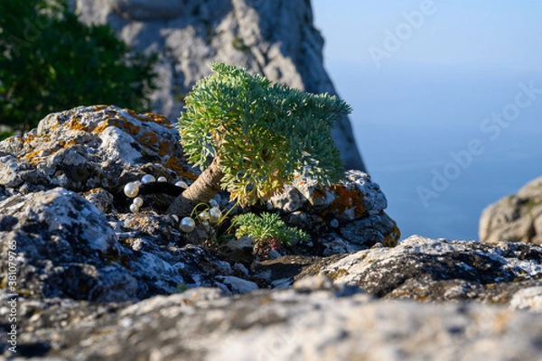 Obraz a little wild bonsai tree on the rock