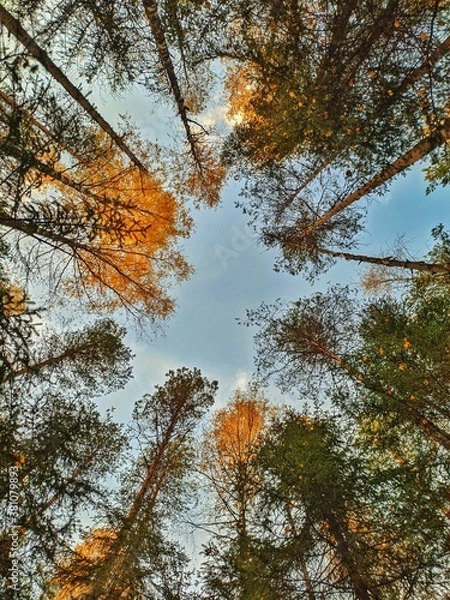 Obraz autumn in the forest