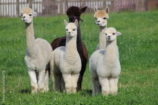 Obraz Alpaccas