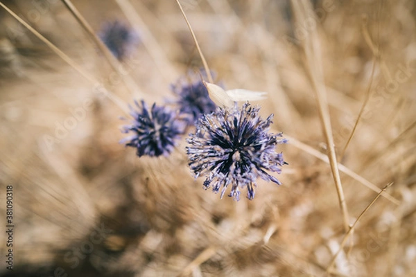 Obraz purple thistle in brown field