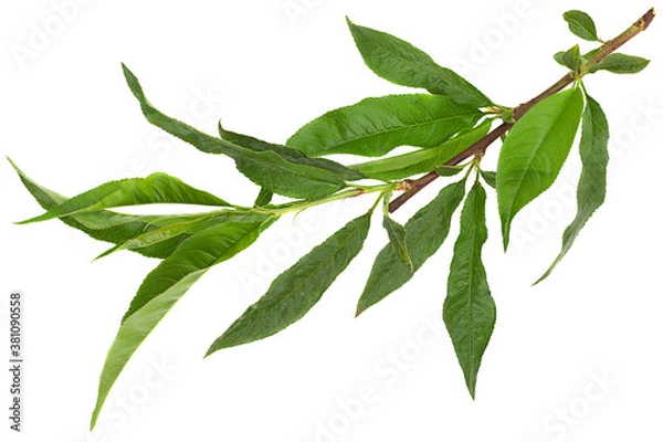 Obraz Peach bunch leaf closeup