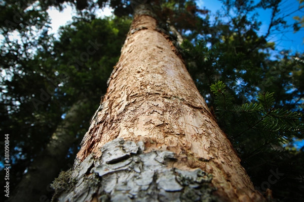 Fototapeta The detail of the bark of the tree infested by bark beetle. 