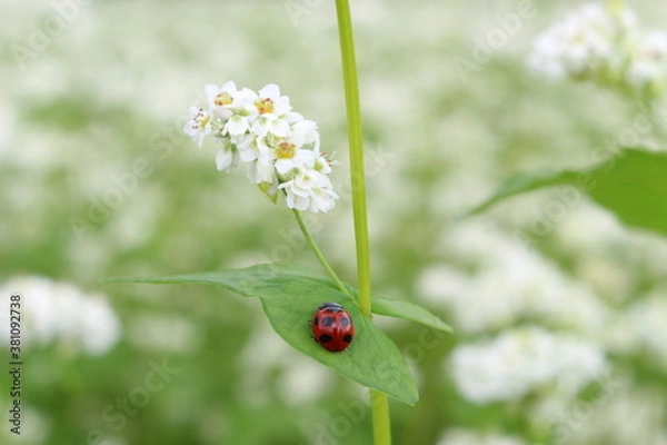 Obraz ソバの花とテントウムシ