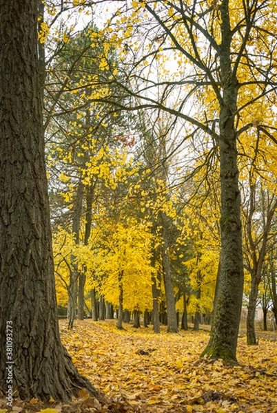 Fototapeta Background with the color of trees in autumn