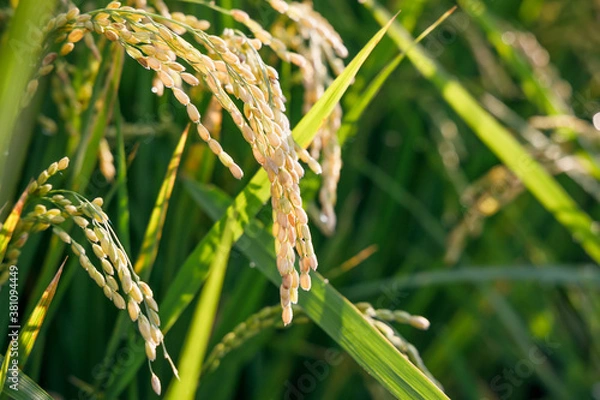 Obraz 太陽の光を浴びた稲穂