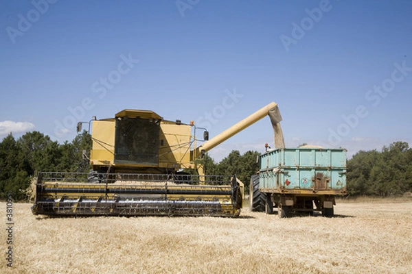 Fototapeta descargando cereal