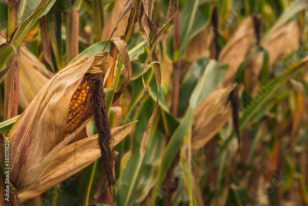 Fototapeta Corn in cob in field. Brown and green leaves, Autumn time.