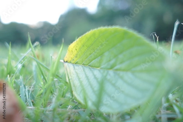 Obraz 緑の落ち葉