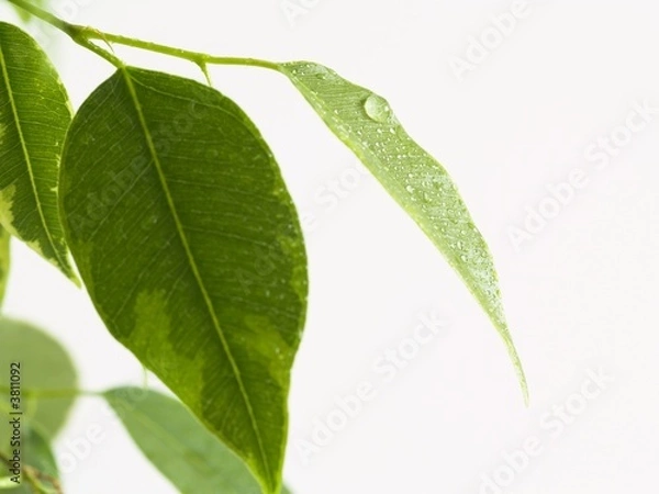 Obraz ficus leaf