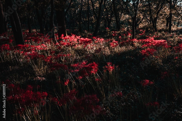 Obraz 夕方の彼岸花