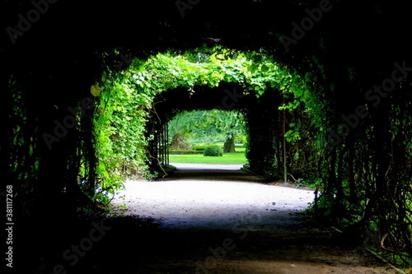Fototapeta Tree gateway to summer garden