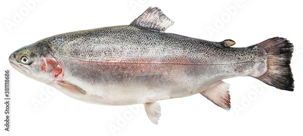Obraz Trout fish isolated on white background