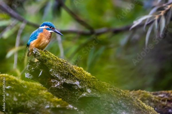 Fototapeta A colorful kingfisher sitting on a tree in a pond at the nature reserve Mönchbruch next to Frankfurt, Germany at a sunny day in summer.