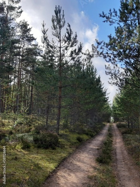 Obraz path in the woods