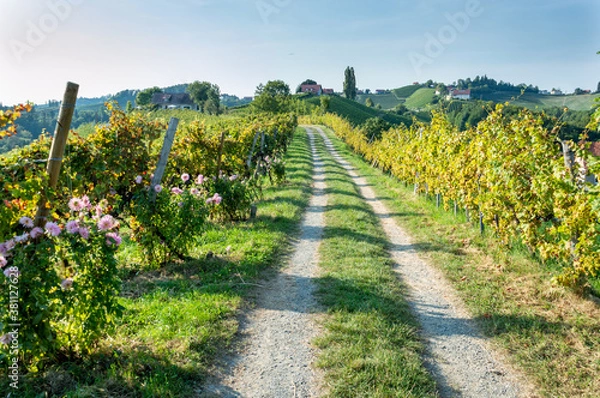 Obraz South Styrian Wine Road