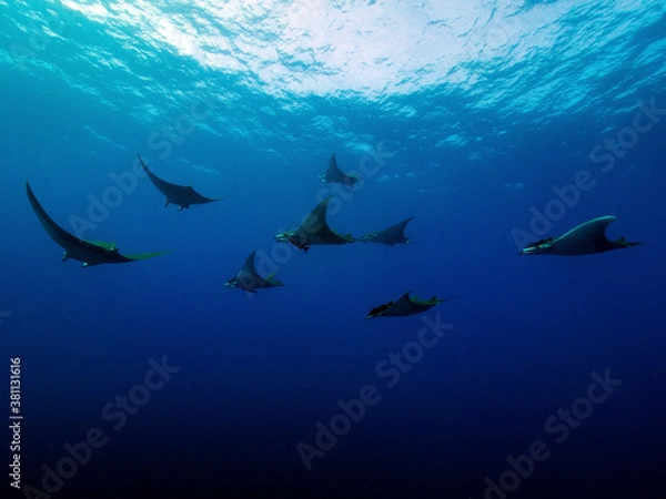 Obraz Mobulas im Anflug