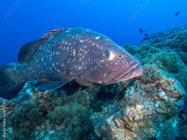Obraz neugierige Zackenbarsche