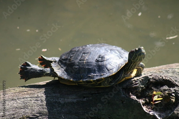 Obraz Water Turtle 2020 AI