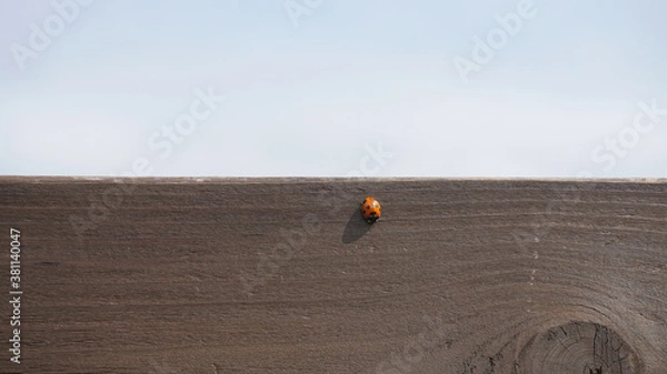 Obraz A ladybird on a board.