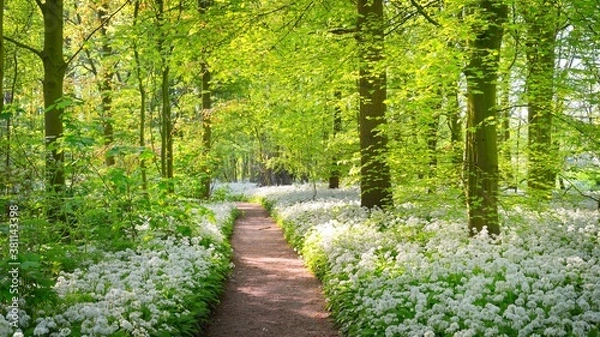 Obraz Pathway through the forest with blooming wild garlic (Allium ursinum). Stochemhoeve, Leiden, the Netherlands. Picturesque panoramic spring scene. Travel destinations, eco tourism, ecology, pure nature