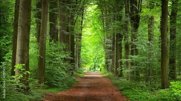 Obraz Walkway in a green spring beech forest in Leuven, Belgium. Beautiful natural tunnel. Atmospheric landscape. Eco tourism, travel destinations, environmental conservation, pure nature