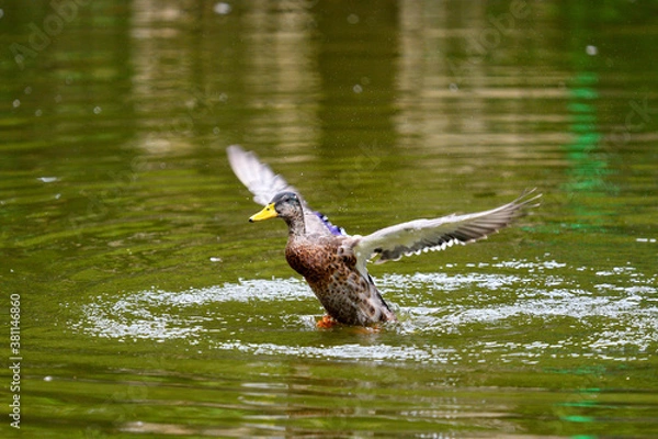 Fototapeta Duck bath
