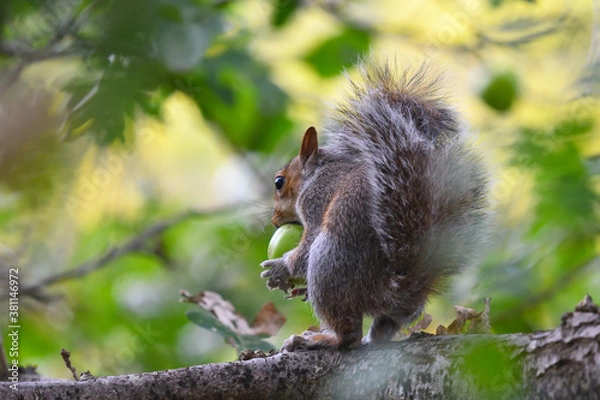 Fototapeta Squirrel with apple